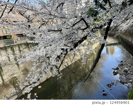 神田川の面影橋周辺の桜 124956901