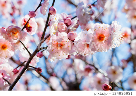 早春の林に咲く梅の花 124956951
