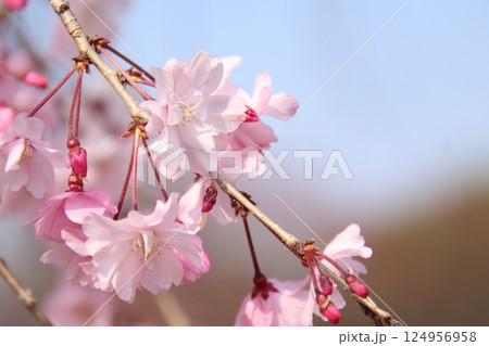 枝垂桜 124956958