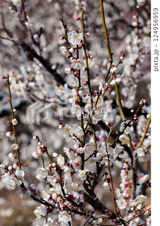 早春に咲く美しい梅の花 矮性冬至 早春に咲く美しい梅の花 矮性冬至 124956959