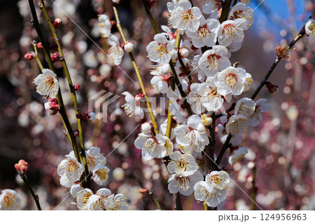 早春に咲く美しい梅の花　矮性冬至 124956963