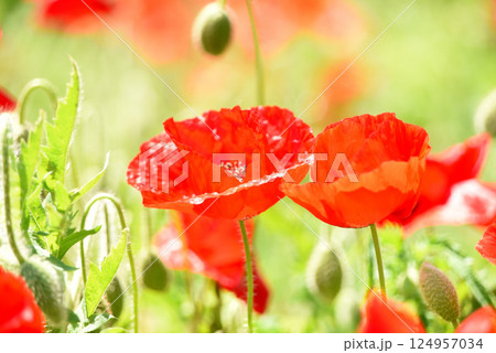 ポピー ポピー 124957034