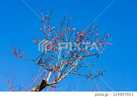早春に咲く美しい梅の花　八重寒紅 124957051