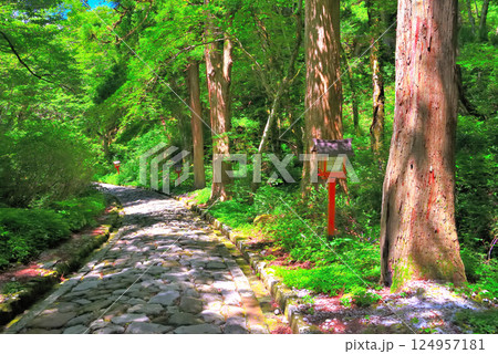 中国地方・大山隠岐国立公園・大神山神社奥宮、日本一長いと言われる石畳の参道の風景・鳥取県大山町(5) 124957181