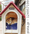 犬小屋の柴犬 124957199