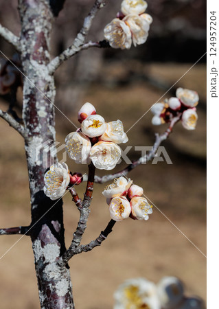 早春に咲く美しい八重冬至梅の花のクローズアップ 124957204