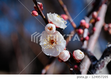 早春に咲く美しい八重冬至梅の花のクローズアップ 124957205