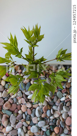 Vertical background for illustrating materials for decorating with natural materials. Pattern of stones and green branches with copy space  124957215