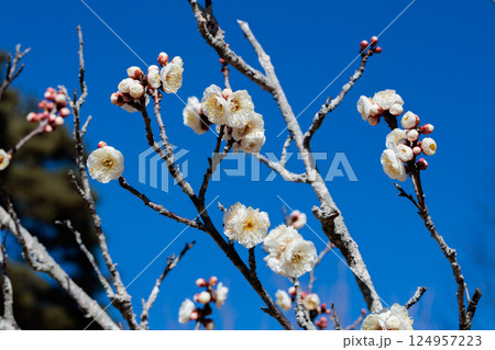 早春に咲く美しい梅の花 八重冬至 早春に咲く美しい梅の花 八重冬至 124957223