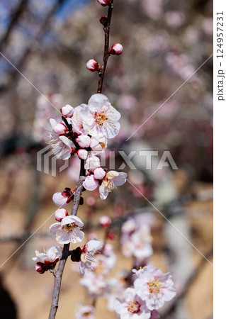 早春に咲く美しい梅の花 八重冬至 早春に咲く美しい梅の花 八重冬至 124957231