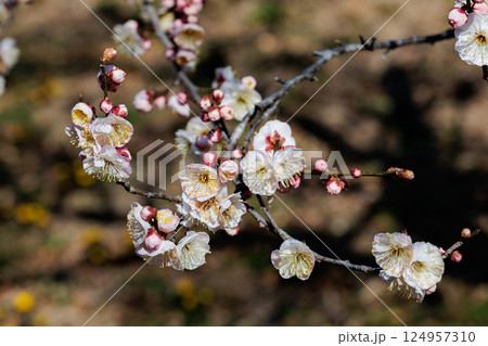 早春に咲く美しい梅の花 八重野梅 早春に咲く美しい梅の花 八重野梅 124957310