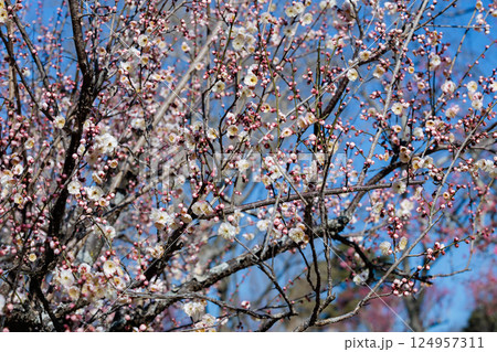 早春に咲く美しい梅の花　八重野梅 124957311