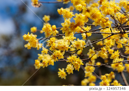 早春に咲く美しいロウバイの花のクローズアップ 124957346