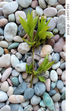 Twig with soft leaves from barely blossoming buds smooth river rocks vertical  background  124957363