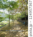 桜並木 124957367