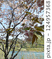 桜 124957368