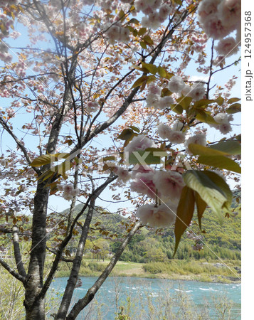 桜 124957368