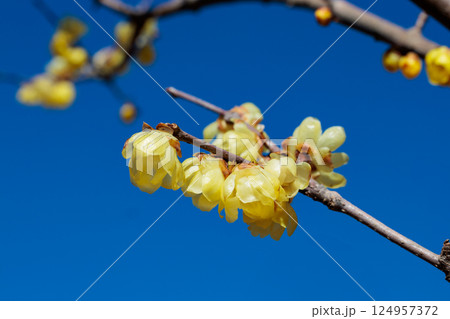 春の青空背景に映えるロウバイの花 124957372