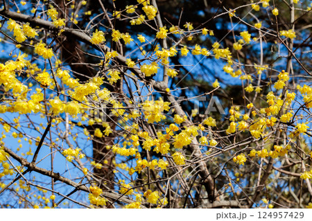 早春に咲く美しいロウバイの花 124957429