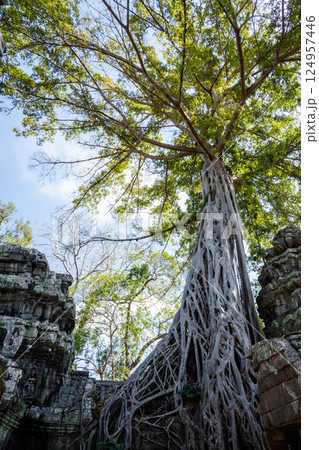 遺跡を覆った巨大なガジュマルの木 124957446