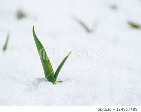 雪に埋もれたチューリップの芽 雪に埋もれたチューリップの芽 124957489