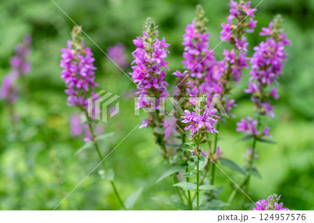 Flower Bud Lythrum salicaria plant Flower Bud Lythrum salicaria plant 124957576