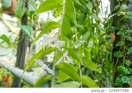 Growing Cattleya white flowers in the garden. Orchid bud 124957599