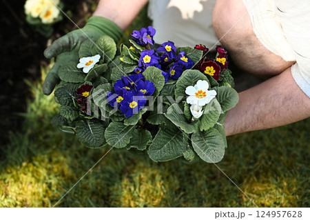 Gardener hands planting primrose plant into soil, outdoor garden, spring time Gardener hands planting primrose plant into soil, outdoor garden, spring time 124957628