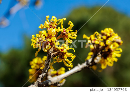 早春に咲く黄色い花のマンサク エンジェリー 124957768