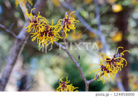 早春に咲く黄色い花のマンサク バームステッドゴールド 124958000
