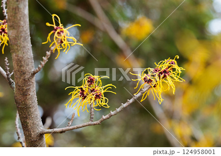 早春に咲く黄色い花のマンサク バームステッドゴールド 124958001