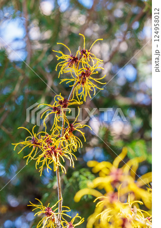 早春に咲く黄色い花のマンサク バームステッドゴールド 124958012