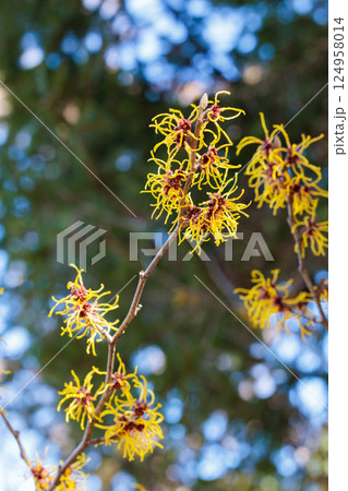 早春に咲く黄色い花のマンサク バームステッドゴールド 124958014