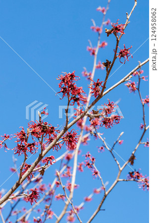 早春に咲く赤いい花のマンサク ディアン 124958062