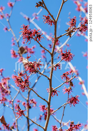 早春に咲く赤いい花のマンサク ディアン 124958063