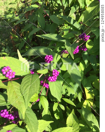 色づき始めた実 124958085