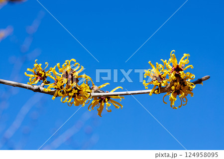 早春に咲く黄色い花のシナマンサクの花 124958095