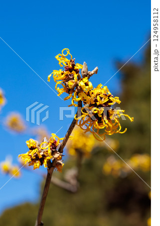 早春に咲く黄色い花のマンサク ほのか 124958112