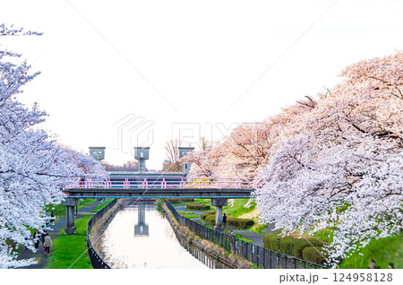 鷲ノ木桜遊歩道公園の桜 124958128