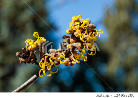 早春の森林で咲く黄色い花のマンサク ニナの花のクローズアップ 124958200