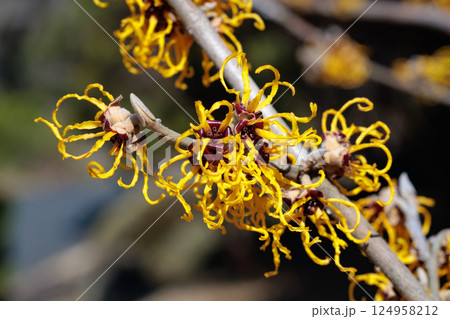 早春の森林で咲く黄色い花のマンサク ニナの花のクローズアップ 124958212