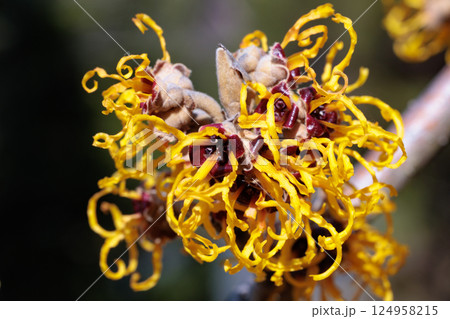 早春の森林で咲く黄色い花のマンサク ニナの花のクローズアップ 124958215