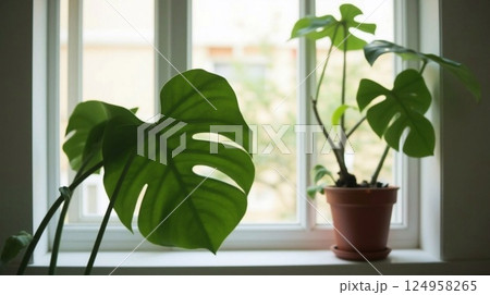 Monster in pot near the window 124958265