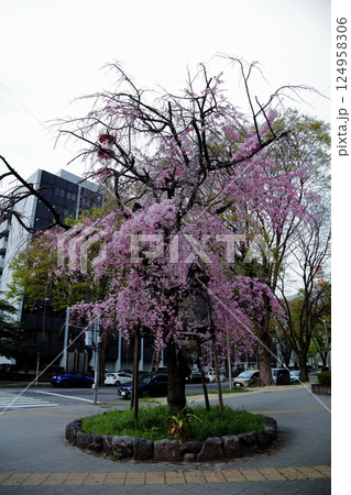 春の公園に咲くしだれ桜 124958306