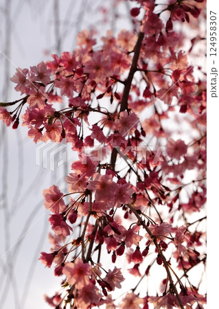 春の日差しを浴びる桜 124958307