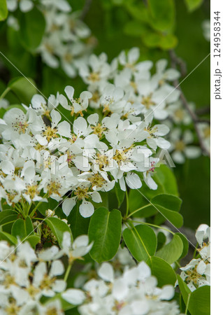 Pear blossom. White buds. Fruit tree flowers. 124958344