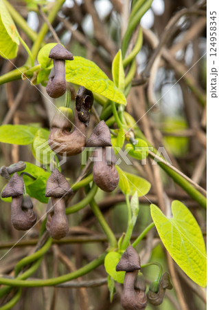Flowers Aristolochia Manchuria. Liana bud plant. Botany is an endangered species. 124958345