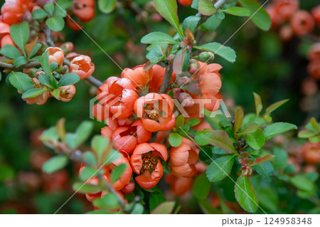 Red spring flower. Japanese quince Chaenomeles. Bud on a bush branch. Green leaves in the garden 124958348