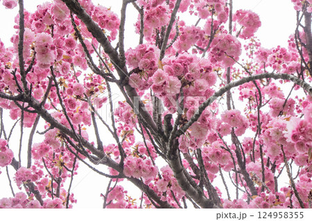 Sakura blooms with pink flowers. Trees in the garden. Buds on branches. Sakura blooms with pink flowers. Trees in the garden. Buds on branches. 124958355