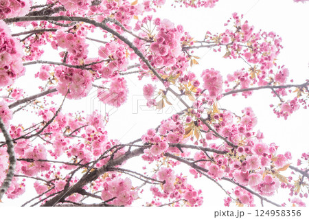 Sakura blooms with pink flowers. Trees in the garden. Buds on branches. 124958356